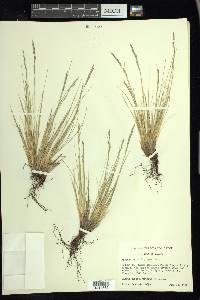 Festuca ovina image