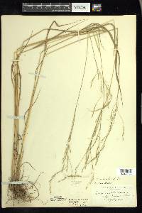 Festuca subverticillata image