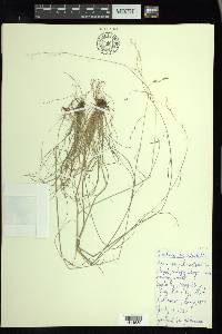 Festuca occidentalis image
