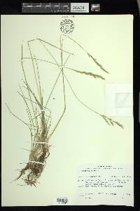 Festuca rubra image