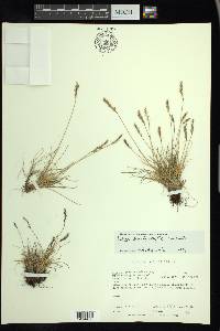 Festuca brachyphylla image