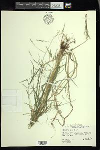 Festuca subverticillata image