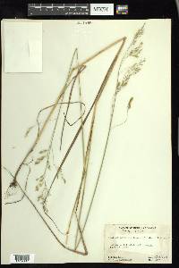 Festuca paradoxa image