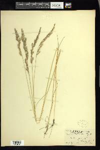 Festuca rubra image