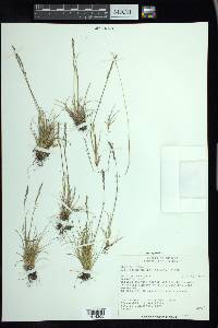 Festuca brachyphylla image