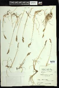 Festuca rubra subsp. arenaria image