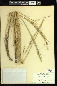 Eriochloa michauxii image