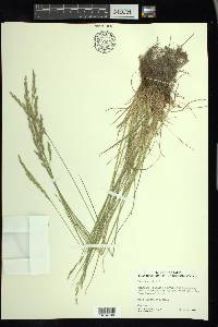 Festuca rubra image