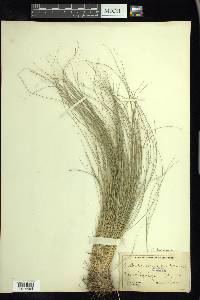 Festuca idahoensis image