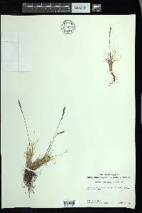 Festuca brachyphylla image