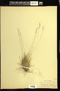 Festuca brachyphylla image