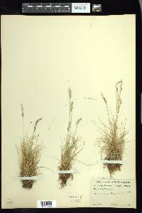 Festuca brachyphylla image