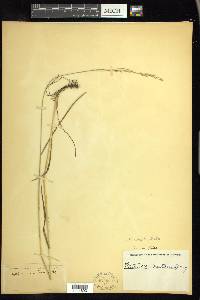 Festuca subverticillata image