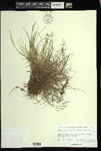 Festuca rubra subsp. aucta image