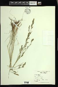 Festuca rubra image