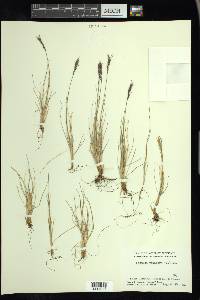 Festuca vivipara image