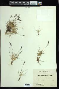 Festuca brachyphylla image