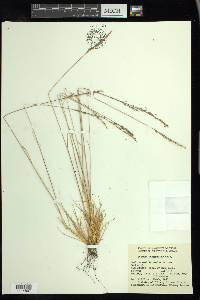 Festuca saximontana image