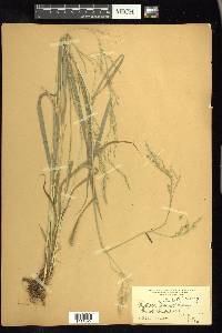 Festuca subulata image