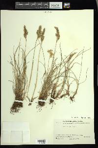 Festuca rubra image