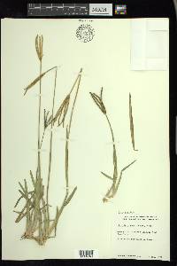 Eustachys glauca image