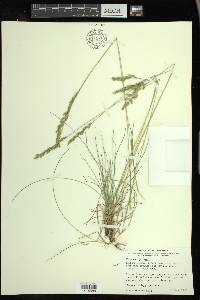 Festuca ovina image