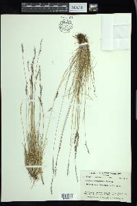 Festuca brachyphylla image