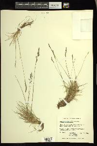 Festuca brachyphylla image