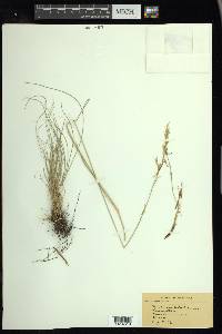 Festuca idahoensis image