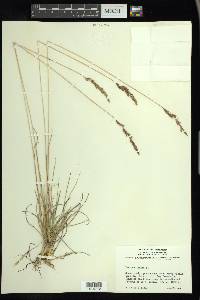 Festuca rubra image