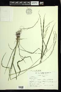 Festuca subverticillata image