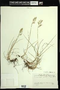 Festuca rubra image