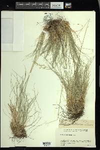 Festuca idahoensis image