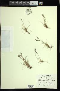 Festuca baffinensis image