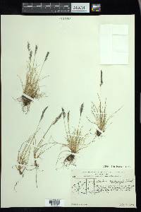 Festuca brachyphylla image