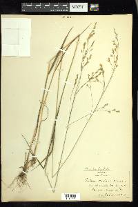 Festuca subverticillata image