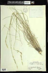 Eriochloa sericea image