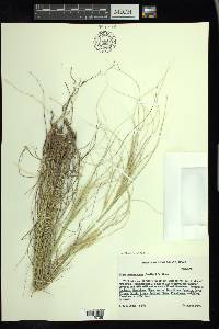 Hesperostipa neomexicana image