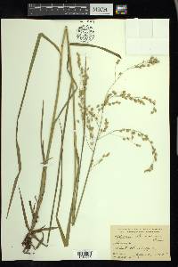 Glyceria canadensis image