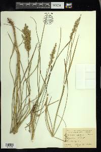 Glyceria obtusa image