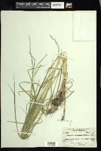 Glyceria melicaria image