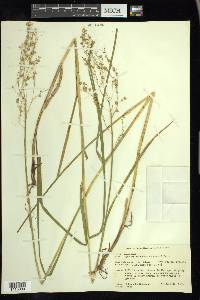 Glyceria canadensis image