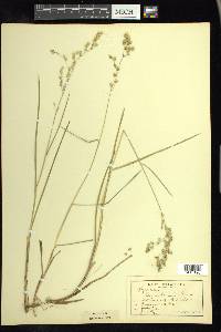 Glyceria canadensis image