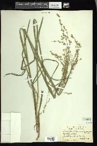 Glyceria canadensis image