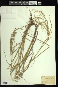 Glyceria canadensis image