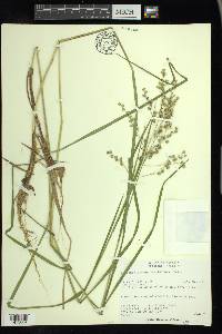 Glyceria canadensis image