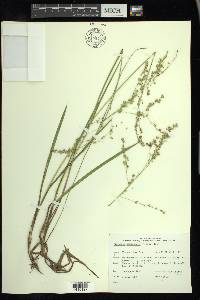 Glyceria canadensis image