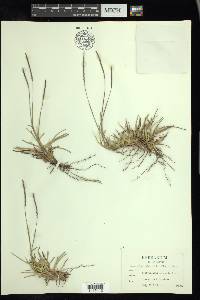 Eremochloa ophiuroides image