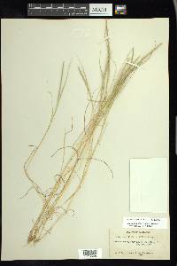 Hainardia cylindrica image