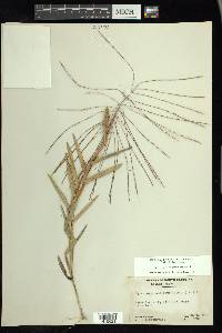 Gymnopogon ambiguus image